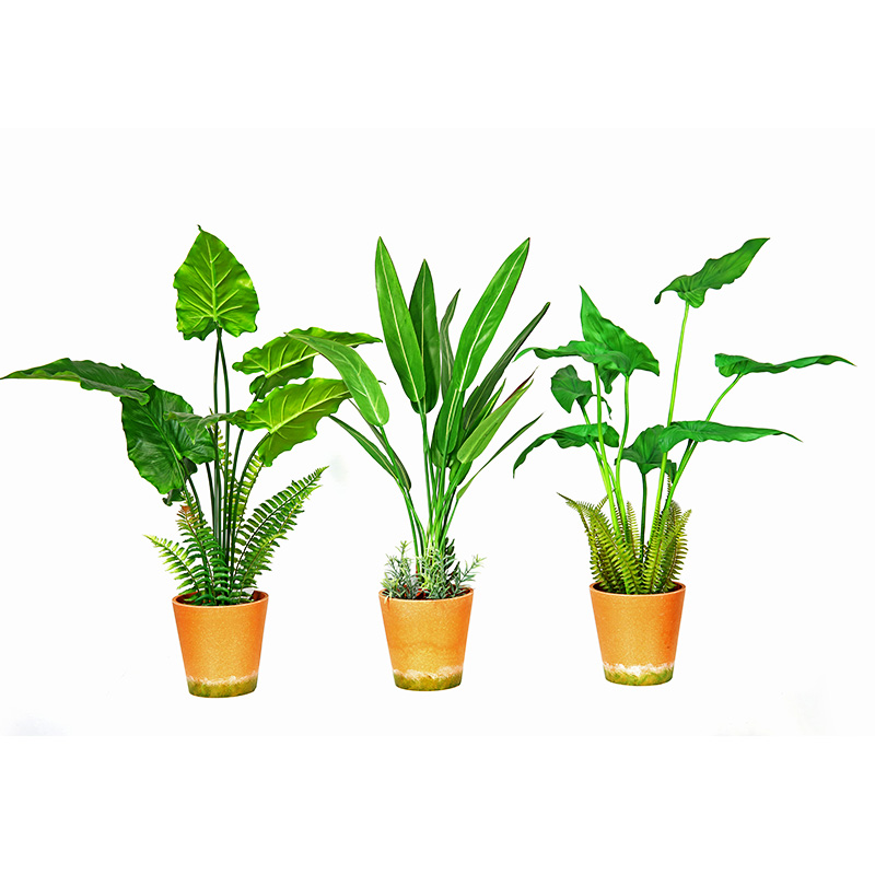 Vendita calda Factory Direct Supply Green Indoor Outdoor Home Decora la pianta verde in vaso